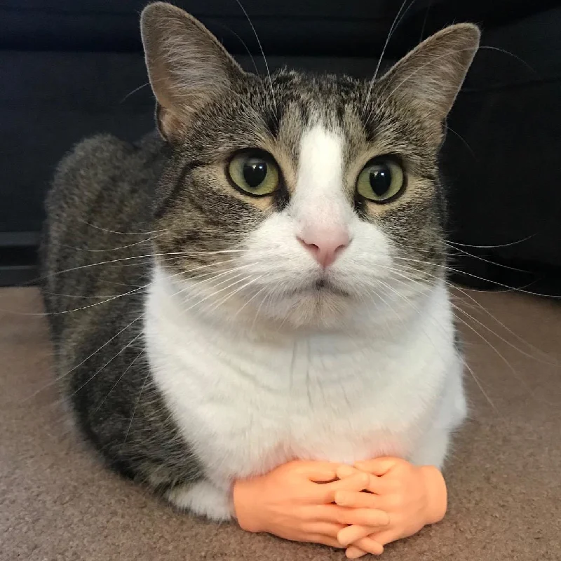 Viral Cat Gloves